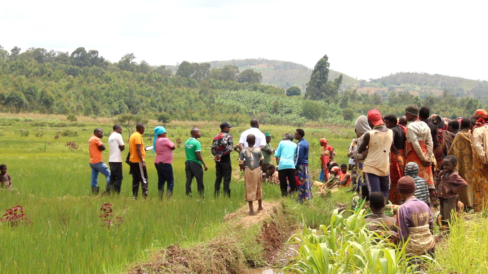 BURUNDI : Visite des champs rizicoles à MAKEBUKO / GITEGA