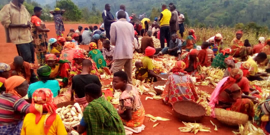 BURUNDI : La coopérative SANGWE de GIKUNGERE égraine sa bonne récolte de maïs / KAYANZA