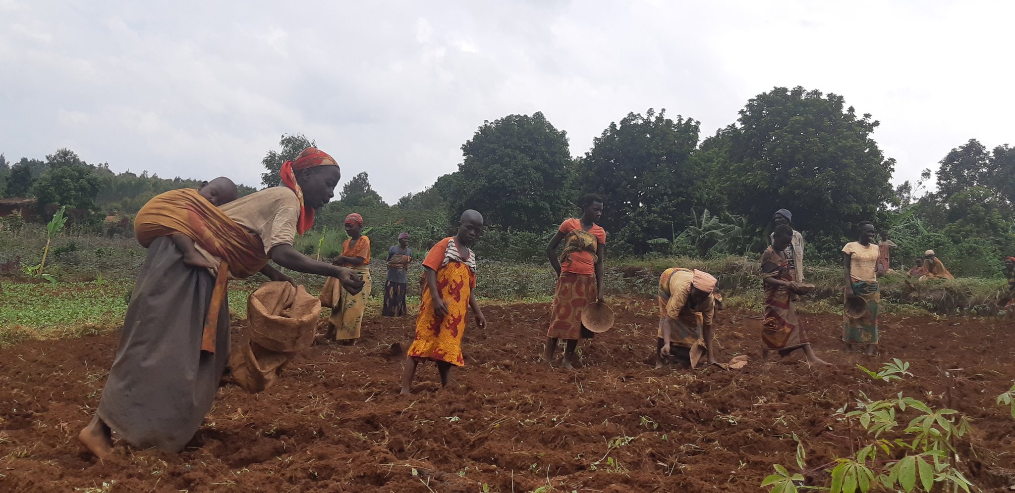 BURUNDI : TDC – Mise en terre de 200 kg de semis de haricot à NYAMURENZA / NGOZI