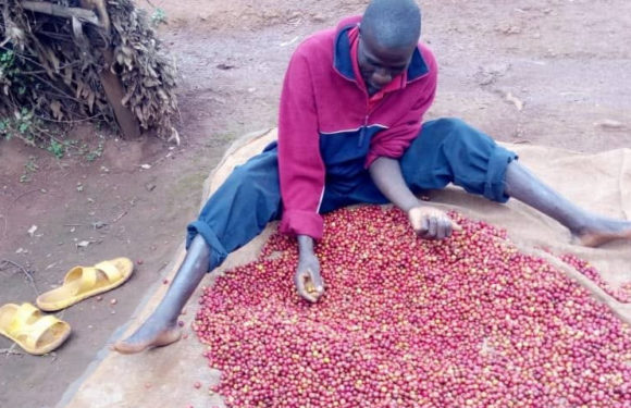 BURUNDI : Un caféiculteur de BUSIGA à NGOZI