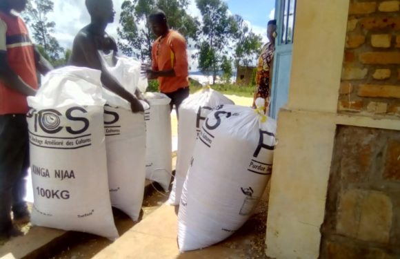 BURUNDI : La commune BUHIGA a emballé 5,5 tonnes de maïs / KARUSI