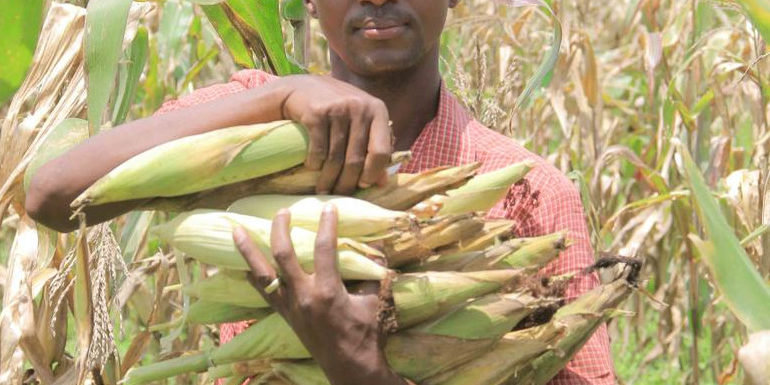 BURUNDI : Un champ avec des récoltes destinées aux nécessiteux à MISHIHA/ CANKUZO