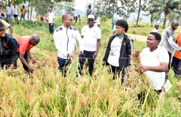 BURUNDI : TDC – Récolter 15 tonnes de riz en colline KANSESA à BUGANDA / CIBITOKE