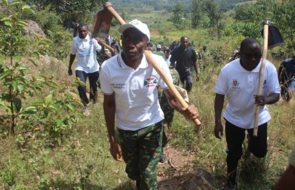 BURUNDI : TDC – Sarclage autour des arbres plantés en colline MAKANO / CANKUZO