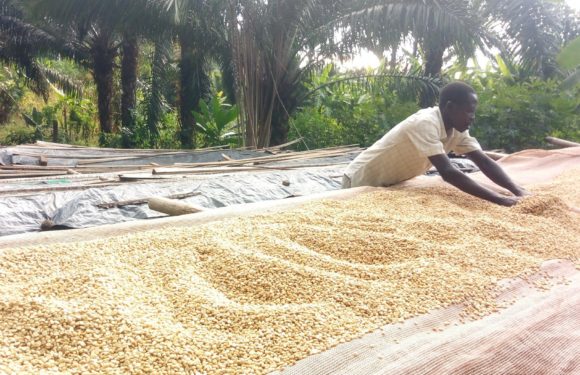 BURUNDI : Les caféiculteurs à GITAZA travaille avec la coopérative TEZIMBERE IKAWA  / RUMONGE