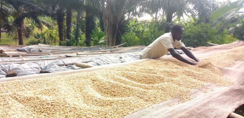 BURUNDI : Les caféiculteurs à GITAZA travaille avec la coopérative TEZIMBERE IKAWA  / RUMONGE