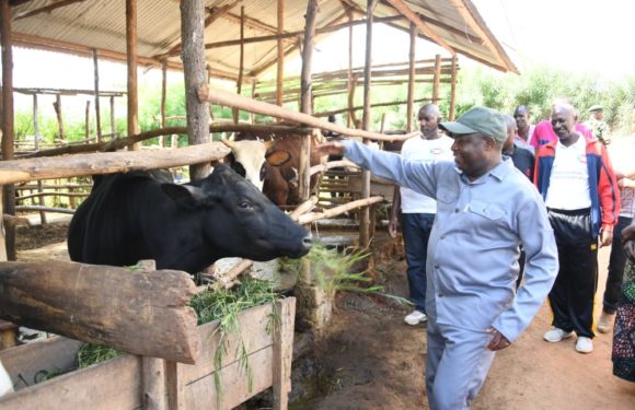 BURUNDI : Visite d’une exploitation agropastorale à MPANDA / BUBANZA