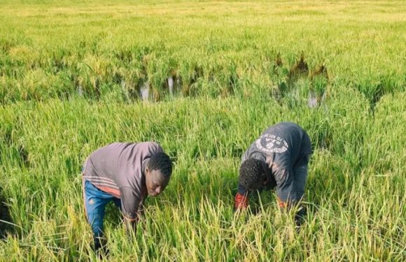 BURUNDI : Permission obligatoire pour exploiter les marais de NGOZI