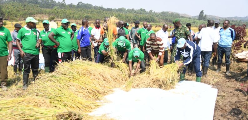 BURUNDI : TDC – Récolte du riz dans la vallée de NYAGIHUNDO à MAKEBUKO / GITEGA