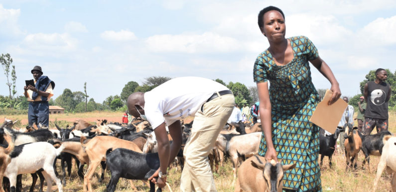 BURUNDI : Don de chèvres à des familles paupérisées à GISAGARA / CANKUZO