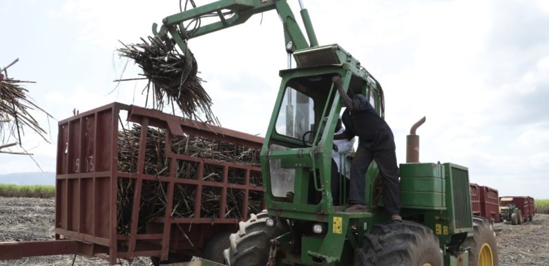 BURUNDI : La SOSUMO coupe des cannes à sucre à GIHOFI, BUKEMBA / RUTANA