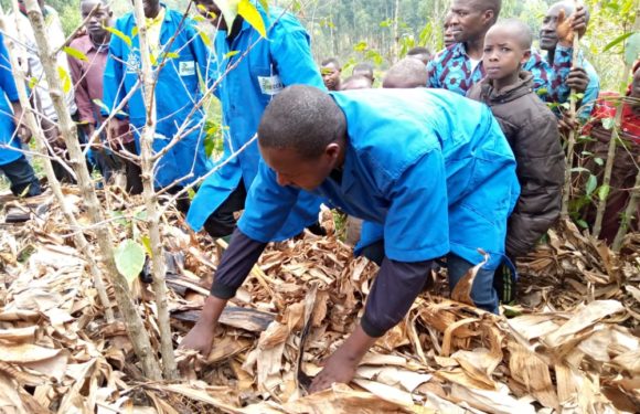 BURUNDI : Début du paillage et paillage du café à KINGWANDI / RUYIGI