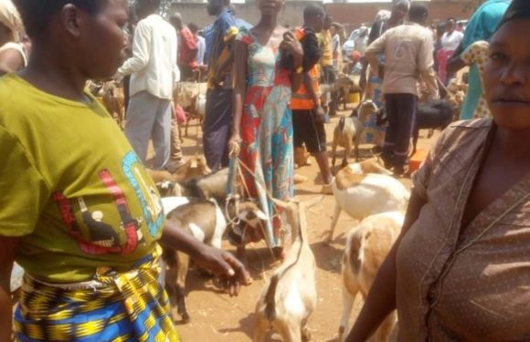 BURUNDI : Les éleveurs poussés à l’élevage en stabulation à BUGANDA / CIBITOKE