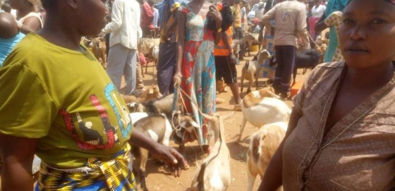 BURUNDI : Les éleveurs poussés à l’élevage en stabulation à BUGANDA / CIBITOKE