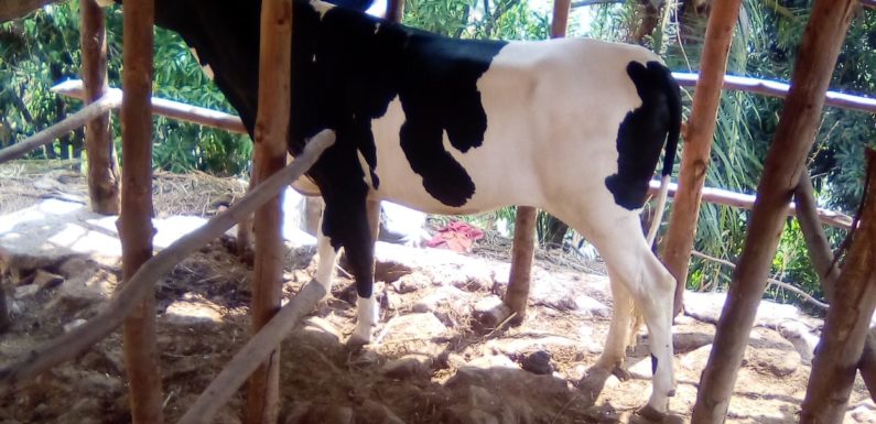 BURUNDI : Des éleveurs reçoivent des vaches à MUSIGATI / BUBANZA