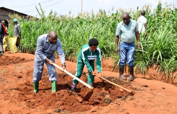 BURUNDI : Travail de champ pour la famille Présidentielle à BUGENDANA / GITEGA