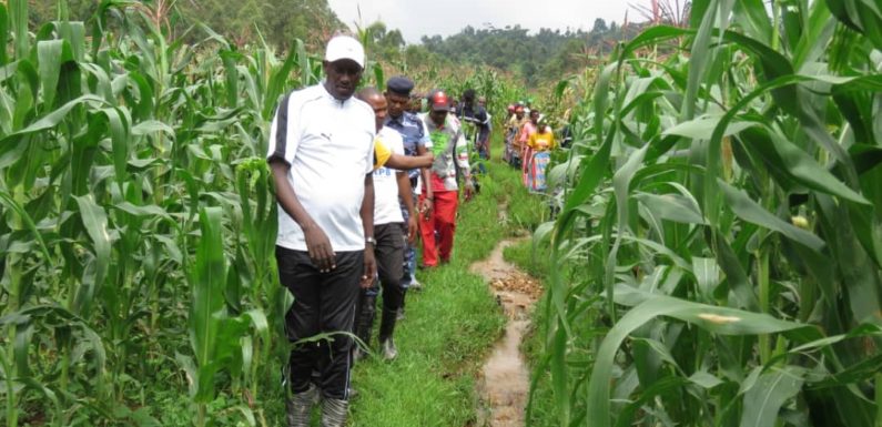 BURUNDI : Champ de maïs de 5 ha de la coopérative BIBARE à ISARE / BUJUMBURA