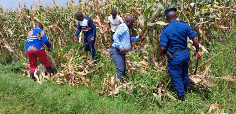 BURUNDI : Récolte de maïs sur 78 ha à RUMONGE