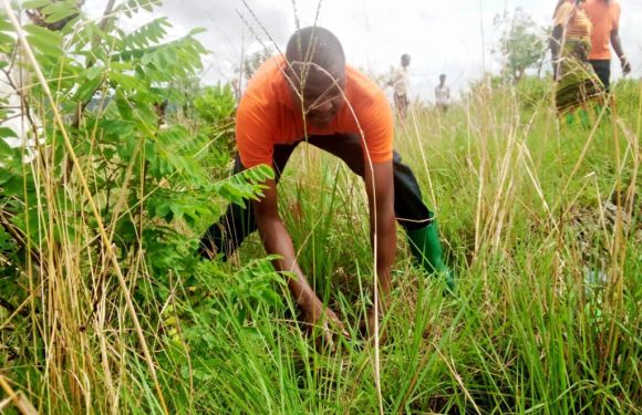 Burundi : TDC – Planter plus de 4.000 plants d’eucalyptus à CENDAJURU / CANKUZO