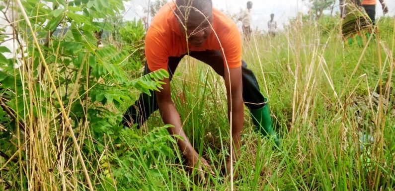 Burundi : TDC – Planter plus de 4.000 plants d’eucalyptus à CENDAJURU / CANKUZO