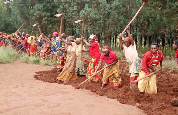 BURUNDI : Les coopératives de MBUYE cultivent le café à KABUYE et TABA / MURAMVYA