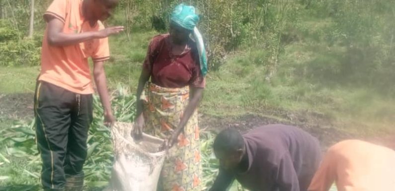 Burundi : Récolte de maïs en commune RYANSORO / GITEGA