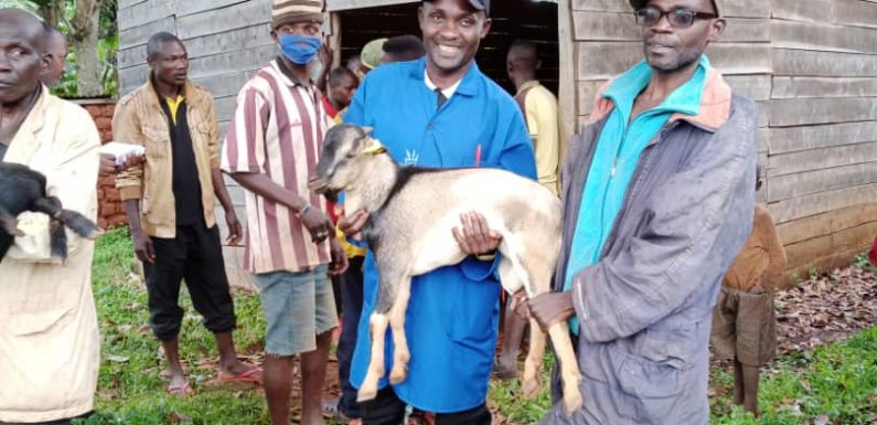 BURUNDI : WORLD VISION distribue des chèvres et des boucs à SHOMBO et NYABIKERE / KARUSI