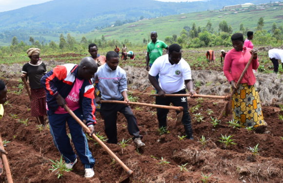 BuRuNDi : Une récolte attendue de plus 500 tonnes de patate douce à BiTaRe, BuGeNDaNa / GiTeGa