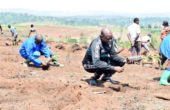 Burundi : Plantation des cafetiers à KARONGWE, BUHINYUZA / MUYINGA