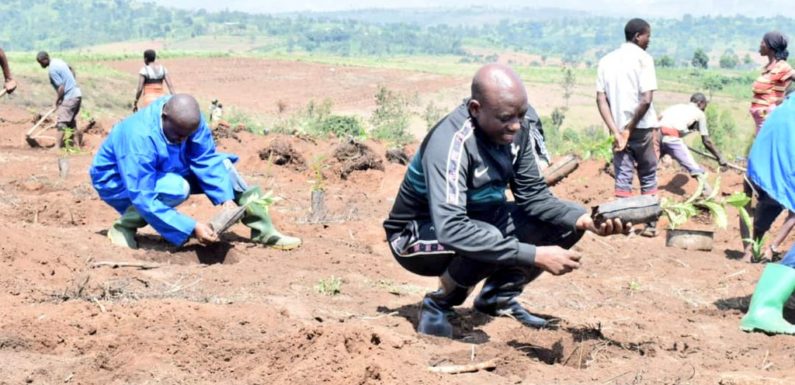 Burundi : Plantation des cafetiers à KARONGWE, BUHINYUZA / MUYINGA