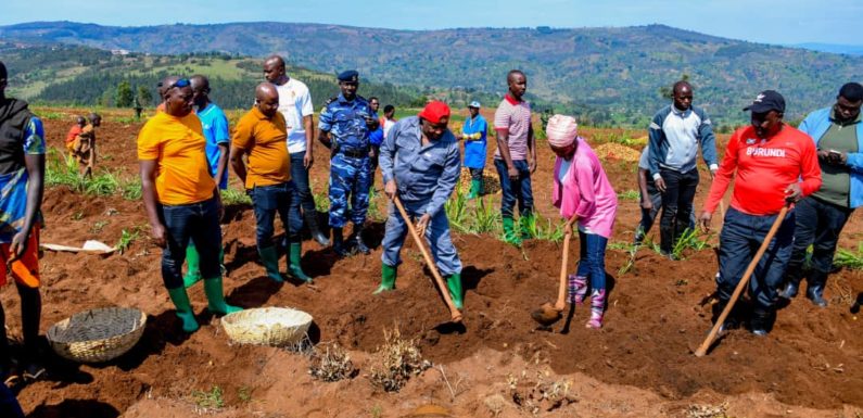 BuRuNDi : Le couple présidentiel récolte leurs pommes de terre à MWaRo