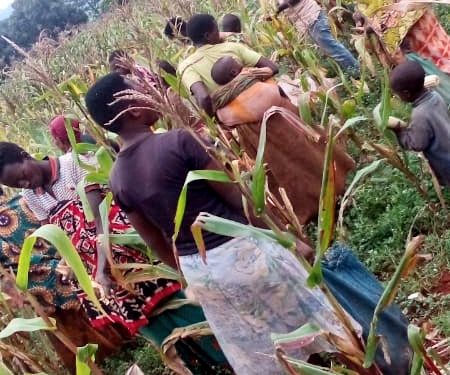 BuRuNDi : Récolte de maïs en colline KaVoMo à KiRuNDo