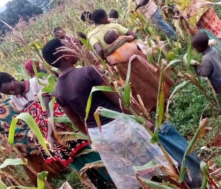 BuRuNDi : Récolte de maïs en colline KaVoMo à KiRuNDo
