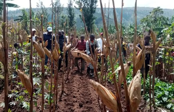 BuRuNDi : La coopérative SHiGiKiRa a produit 100 tonnes de maïs à BuGeNDaNa / GiTeGa