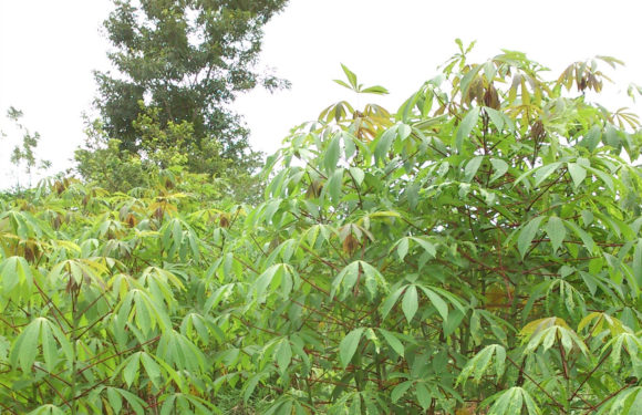 Burundi : La culture de manioc à Nyanza Lac / Makamba