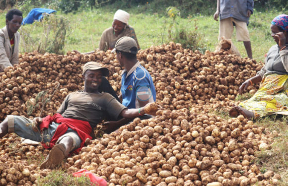 Burundi : La coopérative Sangwe de Kanyunya à Mukike a récolté 40 t de pommes de terre / Bujumbura