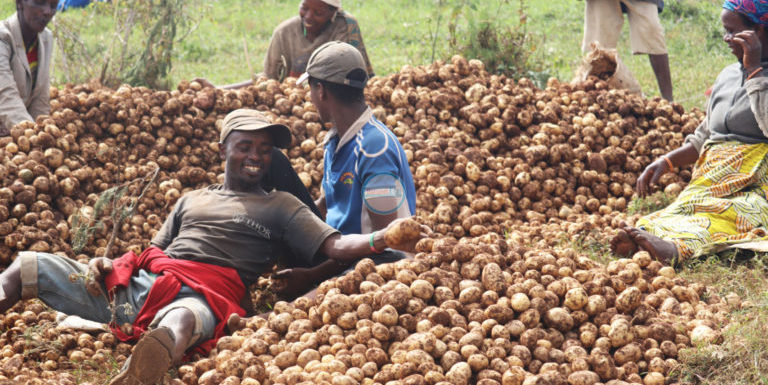 Burundi : La coopérative Sangwe de Kanyunya à Mukike a récolté 40 t de pommes de terre / Bujumbura