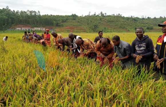 Burundi / Chine : Ngozi veut passer d’une production de 300 à 10.500 tonnes de riz