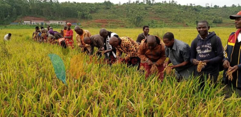 Burundi / Chine : Ngozi veut passer d’une production de 300 à 10.500 tonnes de riz