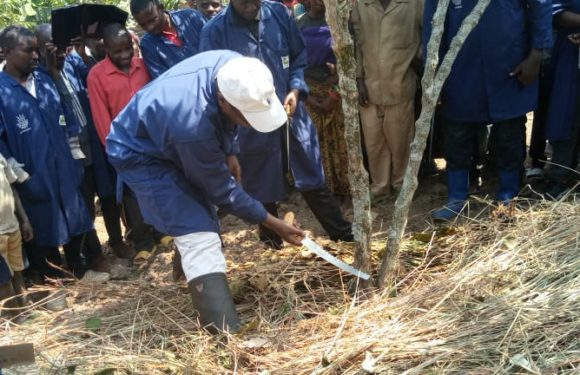 Burundi : Campagne nationale de taille et paillage du caféier