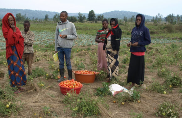 Burundi : La coopérative CJUDI présente ses choux et ses tomates à Nyarugunda / Ngozi