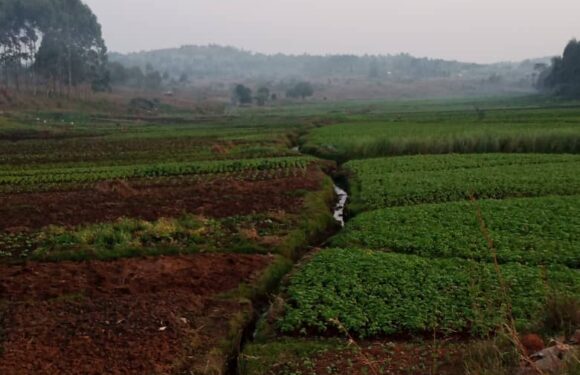 Burundi : Les grains de maïs reçus n’ont pas poussé à Bweru / Ruyigi