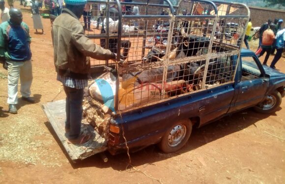 Burundi : Réouverture du marché de bétail de Gitega