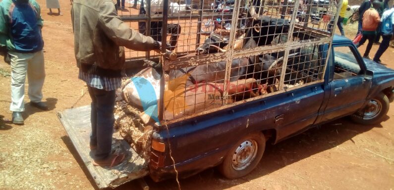 Burundi : Réouverture du marché de bétail de Gitega