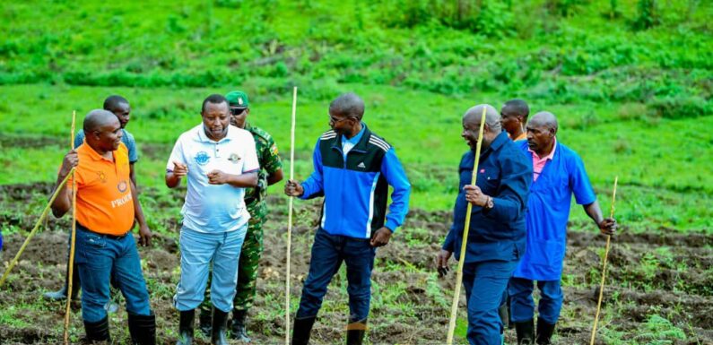 Burundi : Le Chef d’Etat récolte des pommes de terre au Centre Semencier de Mwokora / Cibitoke