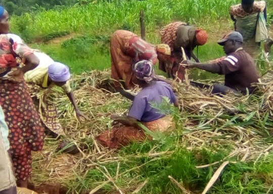 Burundi : Les éleveurs de Busuma ont planté du fourrage en commune Bweru / Ruyigi