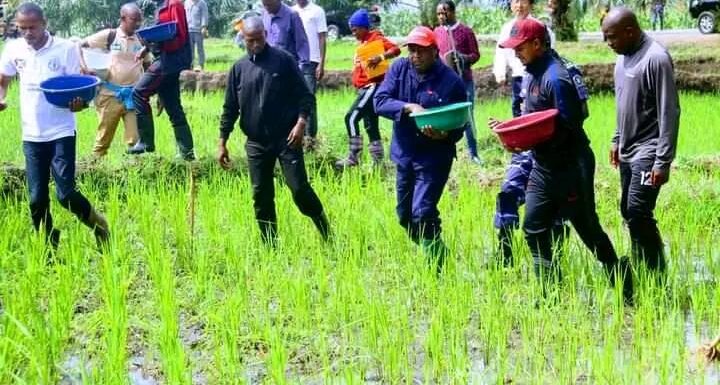 Burundi / chine : Nouvelle méthode pour cultiver le riz hybride sur les collines / Bubanza