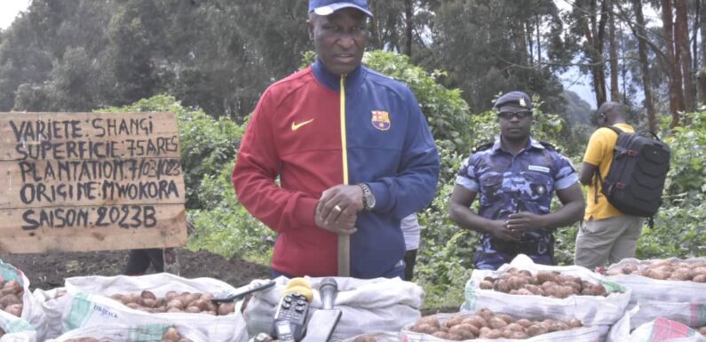 Burundi : Le 1er Ministre Ndirakobuca à la cueillette des pommes de terre à Cibitoke