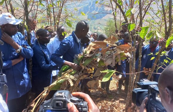 Burundi : Lancement de la campagne de taille des caféiers à Kirundo