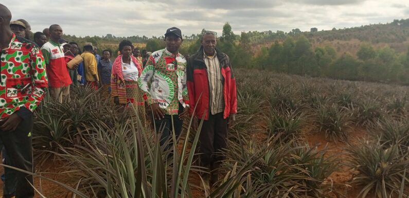 Burundi : Misigaro Egide, une fièrté agricole à Matana